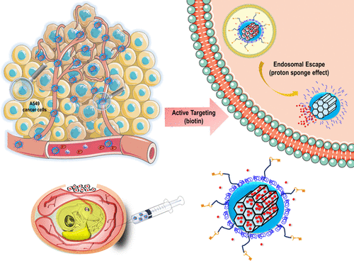 Designing Mesoporous Silica Nanoparticles to Overcome Biological Barriers  by Incorporating Targeting and Endosomal Escape,ACS Applied Materials &  Interfaces - X-MOL