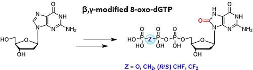Synthesis Of 8 Oxo Dgtp And Its B G Ch2 B G Chf And B G Cf2 Analogues Tetrahedron Letters X Mol