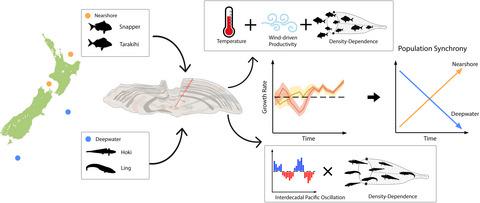 Synergistic Effects Of Harvest And Climate Drive Synchronous Somatic Growth Within Key New Zealand Fisheries Global Change Biology X Mol