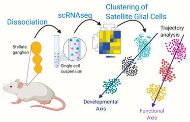 星状神经节中卫星神经胶质细胞的单细胞转录组分析揭示了发育和功能性轴向动力学 Glia X Mol