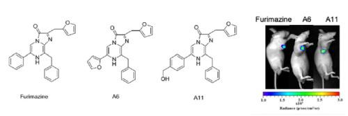 Corrigendum To Novel Nanoluc Type Substrates With Various C 6 Substitutions Bioorg Med Chem Lett 30 2020 127085 Bioorganic Medicinal Chemistry Letters X Mol