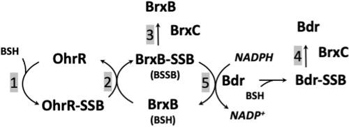 The Bacillus Subtilis Monothiol Bacilliredoxin Brxc Ytxj And The r Ypda Disulfide Reductase Reduce S Bacillithiolated Proteins Redox Biology X Mol