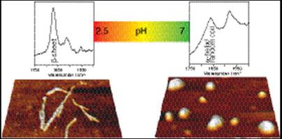 Ph Dependent Disintegration Of Insulin Amyloid Fibrils Monitored With Atomic Force Microscopy And Surface Enhanced Raman Spectroscopy Spectrochimica Acta Part A Molecular And Biomolecular Spectroscopy X Mol