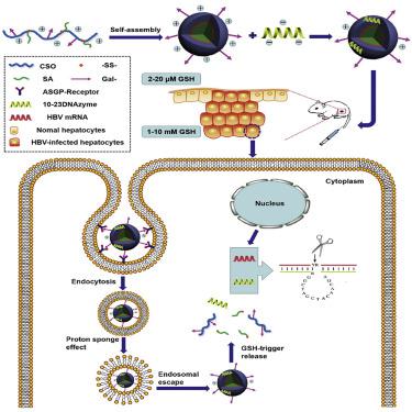 Hepatocyte-targeting And Microenvironmentally Responsive Glycolipid ...