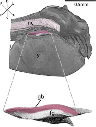 Bowfin气囊是否代表了从肺气囊进化过渡的中间阶段 Journal Of Morphology X Mol