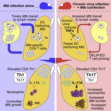 早期的先天性和适应性免疫干扰决定了慢性病毒和 Em 结核分枝杆菌 Em 共感染的长期严重程度 Immunity X Mol