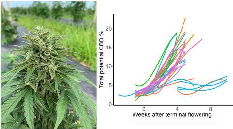 高大麻素大麻 Cannabis Sativa L 的整个季节特征揭示了大麻素积累 开花时间和抗病性的变化 Global Change Biology Bioenergy X Mol