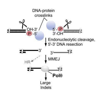 Polθ Promotes The Repair Of 5′-DNA-protein Crosslinks By Microhomology ...