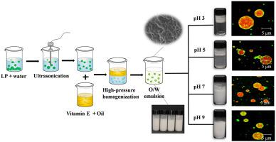 Effects Of Ph On Ultrasonic Modified Soybean Lipophilic Protein Nanoemulsions With Encapsulated Vitamin E Lwt Food Science And Technology X Mol