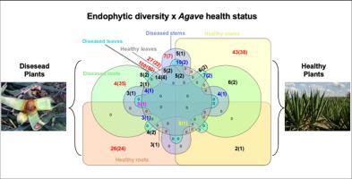 Endophytic bacteria isolated from both healthy and diseased Agave ...