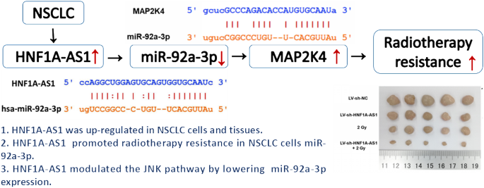 Hnf1a As1 Mir 92a 3p轴通过竞争性调节jnk途径影响非小细胞肺癌的放射敏感性 Cell Biology And Toxicology X Mol