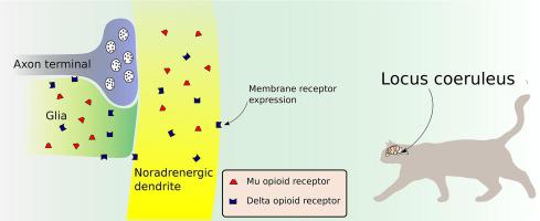 猫部位蓝斑中去甲肾上腺素树突和神经胶质分布的mu和delta阿片样物质受体的超微结构证据 Brain Research X Mol