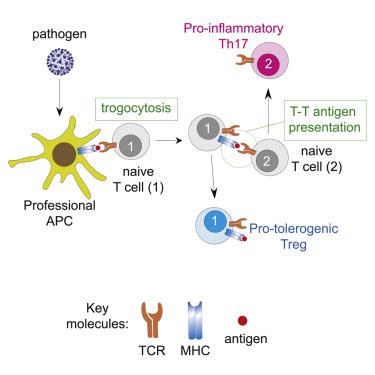 T细胞之间的抗原呈递在限制抗原条件下驱动th17极化 Cell Reports X Mol