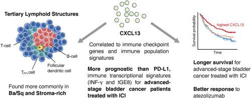 三级淋巴结构标记物 Em Cxcl13 Em 与免疫疗法治疗的晚期膀胱癌患者的存活率更高相关 European Journal Of Cancer X Mol