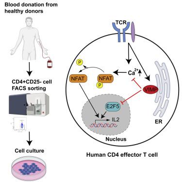 将vimp鉴定为抑制人cd4 效应t细胞中细胞因子产生的基因 Iscience X Mol