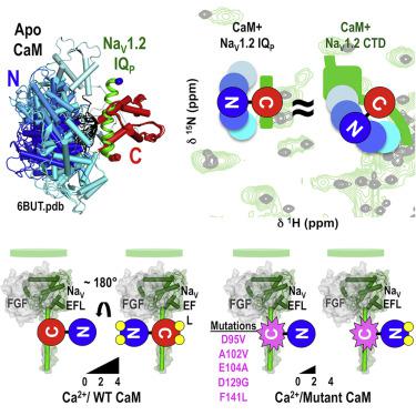 Nav1 2 Efl Domain Allosterically Enhances Ca2 Binding To Sites I And Ii Of Wt And Pathogenic Calmodulin Mutants Bound To The Channel Ctd Structure X Mol