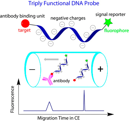 三重功能性dna介导的小分子免疫测定 Analytical Chemistry X Mol