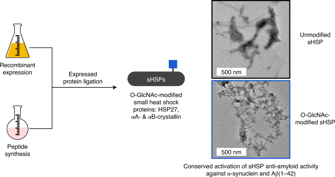 小热休克蛋白的o Glcnac 修饰增强其抗淀粉样蛋白伴侣活性 Nature Chemistry X Mol