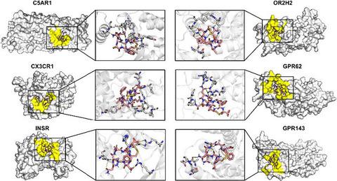 一种新的肽归巢sk Br 3乳腺癌细胞的选择 Chemical Biology Drug Design X Mol