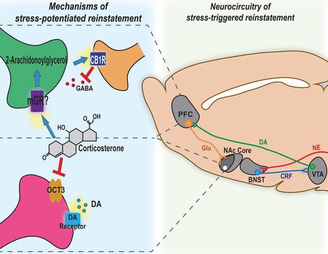 Neurochemical Mechanisms And Neurocircuitry Underlying The Contribution Of Stress To Cocaine Seeking Journal Of Neurochemistry X Mol