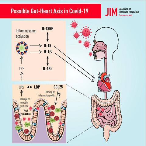 Elevated Markers Of Gut Leakage And Inflammasome Activation In Covid 19 Patients With Cardiac Involvement Journal Of Internal Medicine X Mol