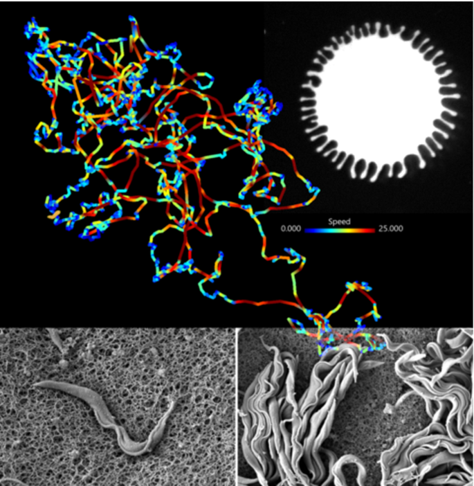 Trypanosoma Brucei Trypanosomabrucei在薄层流体集合体中的单细胞运动行为 The European Physical Journal E X Mol