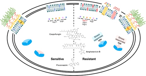 Antifungal Drug Resistance: Molecular Mechanisms In Candida Albicans ...