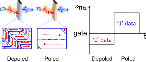Terahertz Reading of Ferroelectric Domain Wall Dielectric