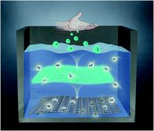 Chitosan-based Carbon Nanoparticles As A Heavy Metal Indicator And For ...