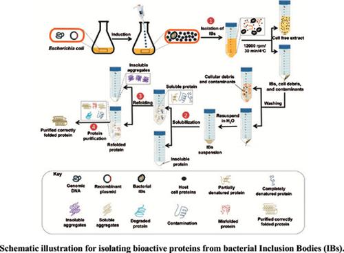 Expression Solubilization Refolding And Final Purification Of