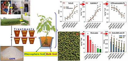 草酸活化的磷矿和根系变化对根际pb生物利用度的影响及其在绿豆植物中的分布 Environmental Pollution X Mol