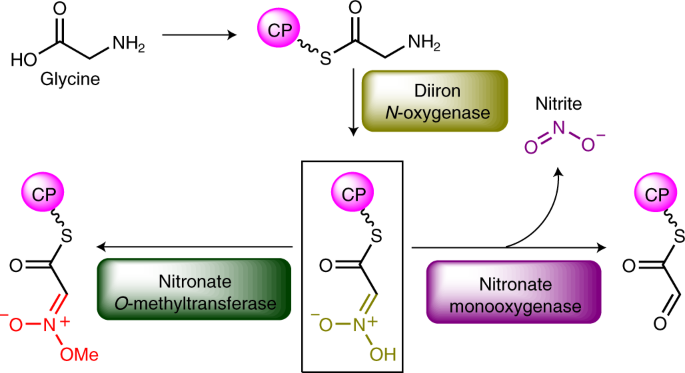 Glycine Derived Nitronates Bifurcate To O Methylation Or Denitrification In Bacteria Nature Chemistry X Mol