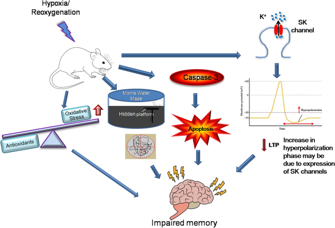 experimental brain research if