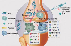 Cell-free Decellularized Cartilage Extracellular Matrix Scaffolds ...