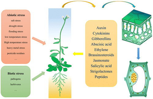 植物激素及其信号传导途径在叶片发育和胁迫响应中的作用,Journal of 