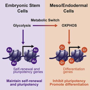 组蛋白巴豆酰化促进人胚胎干细胞的中胚层定型 Cell Stem Cell X Mol