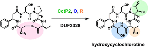 Biosynthesis Of Cyclochlorotine Identification Of The Genes Involved In Oxidative Transformations And Intramolecular O N Transacylation Organic Letters X Mol