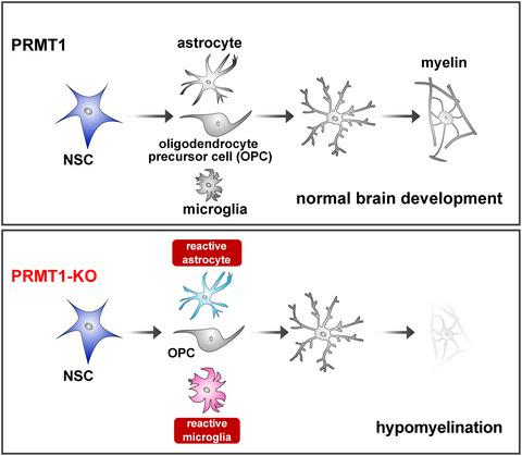 Loss Of Prmt1 In The Central Nervous System Cns Induces Reactive Astrocytes And Microglia During Postnatal Brain Development Journal Of Neurochemistry X Mol