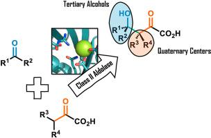 Recent Trends In The Stereoselective Synthesis Of Poly Substituted 2 Oxo Acids By Biocatalyzed Aldol Reaction Current Opinion In Green And Sustainable Chemistry X Mol