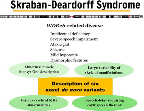 Skraban‐Deardorff syndrome: Six new cases of WDR26‐related disease and ...