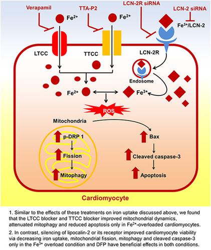 Silencing Of Lipocalin 2 Improves Cardiomyocyte Viability Under Iron Overload Conditions Via Decreasing Mitochondrial Dysfunction And Apoptosis Journal Of Cellular Physiology X Mol