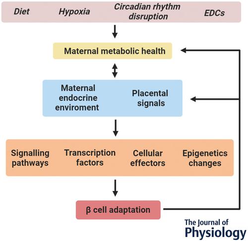 怀孕引起的b细胞功能变化 关键因素是什么 The Journal Of Physiology X Mol