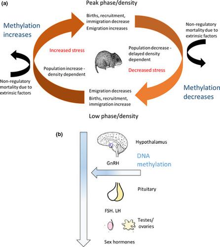 多年啮齿动物种群自我调节的分子机制：最新假设的实验检验,Journal of 