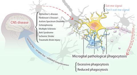 Central Nervous System Diseases Related To Pathological Microglial Phagocytosis Cns Neuroscience Therapeutics X Mol