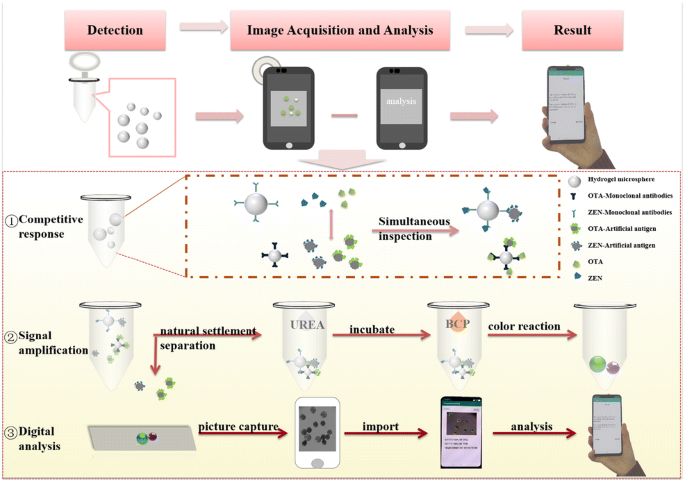 Rapid, Simultaneous Detection Of Mycotoxins With Smartphone Recognition ...