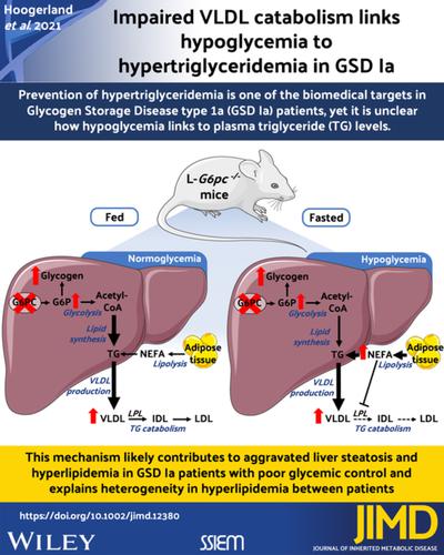 Impaired Very Low Density Lipoprotein Catabolism Links Hypoglycemia To Hypertriglyceridemia In Glycogen Storage Disease Type Ia Journal Of Inherited Metabolic Disease X Mol