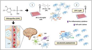 毒死rif农药可促进bv 2小胶质细胞中的氧化应激并增加炎症状态 在神经炎症中的作用 Chemosphere X Mol