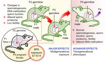 Adenylate kinase 9 is essential for sperm function and male