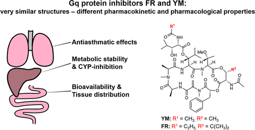 Macrocyclic Gq Protein Inhibitors Fr And Or Ym 2540 Fit For Translation Acs Pharmacology Translational Science X Mol