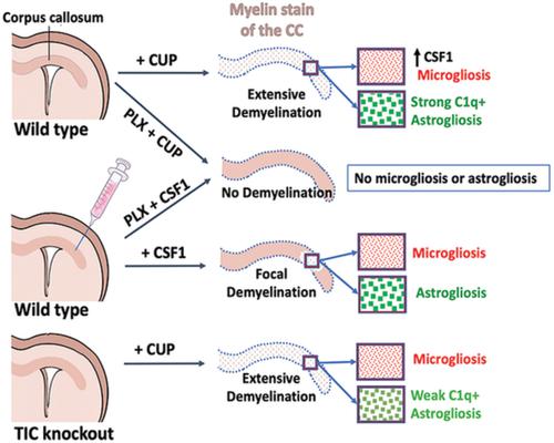 Activated Microglia Drive Demyelination Via Csf1r Signaling Glia X Mol